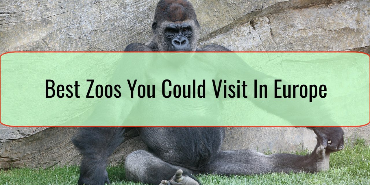 Best Zoos You Could Visit In Europe • The Trip Blogger