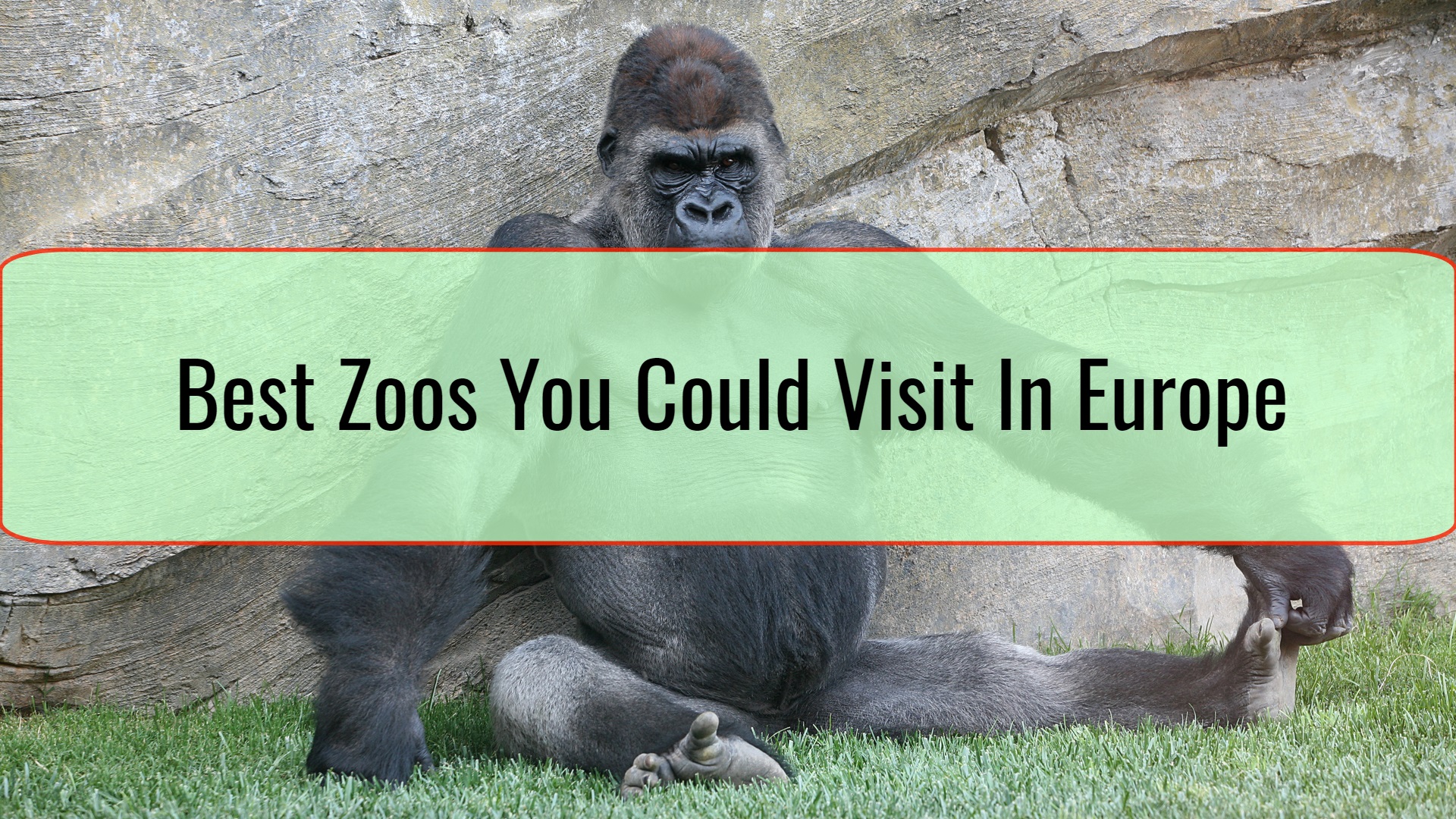 Best Zoos You Could Visit In Europe • The Trip Blogger
